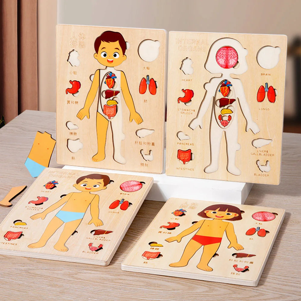 Montessori Jigsaw Puzzle Of Human Structure, Kids Human Learning Toy，Anatomy Organ Model Anatomy Toy Children Education Toy